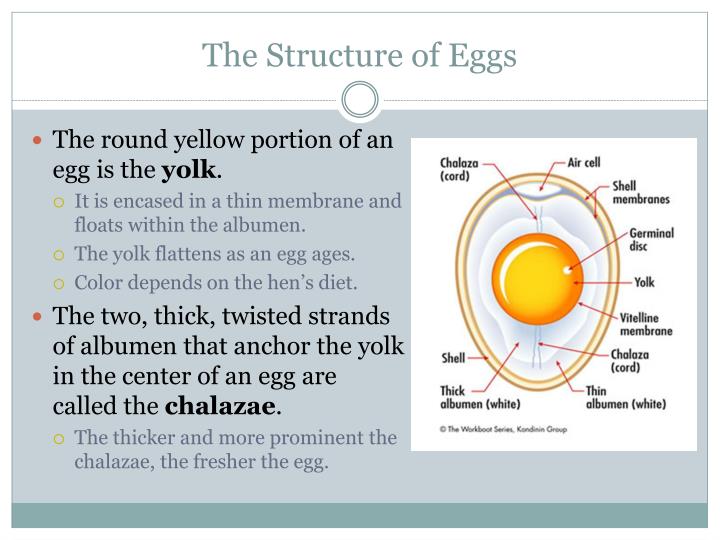 PPT The Structure Of Eggs PowerPoint Presentation ID 2258340 ppt-the-structure-of-eggs-powerpoint-presentation-id-2258340
