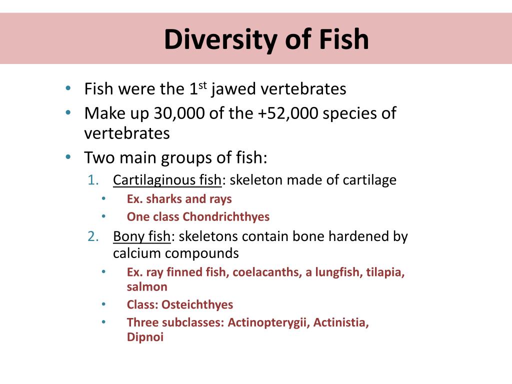 fish diversity thesis