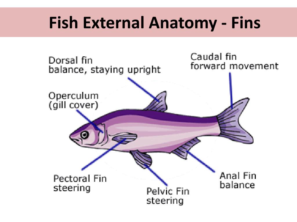 Printable Fishbone Diagram Fish Fins Labeled Fin Anatomy Pbs Basic Nova ...