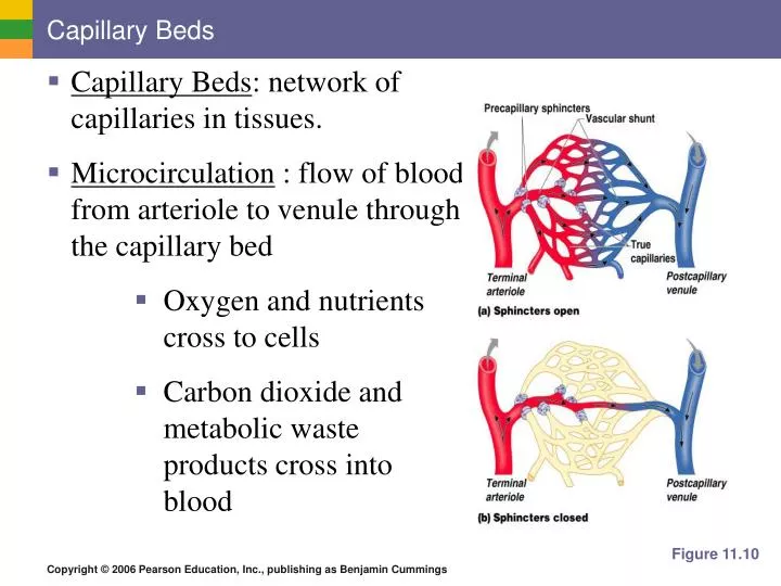 PPT Capillary Beds PowerPoint Presentation, free download ID2258956