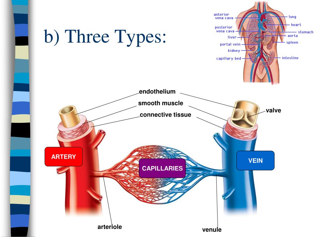 PPT - Circulatory System PowerPoint Presentation, free download - ID