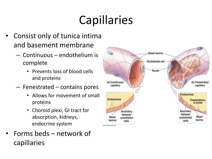 PPT Chapter 19 Blood Vessels and Circulation PowerPoint