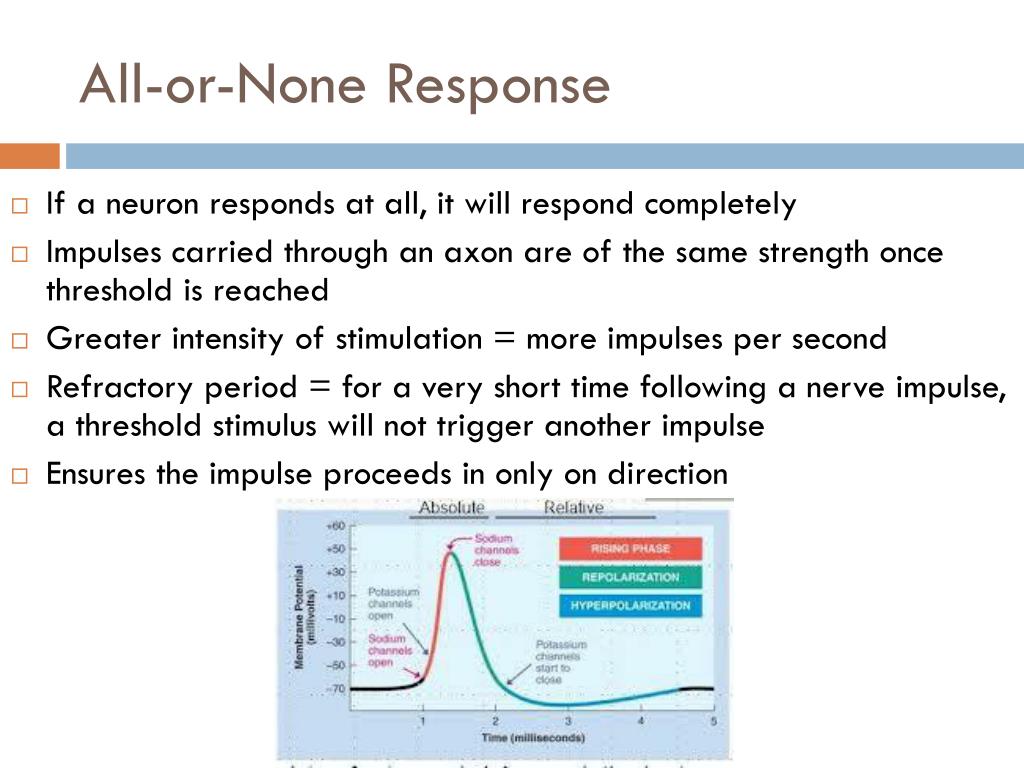 PPT Chapter 9 Nervous System PowerPoint Presentation, free download