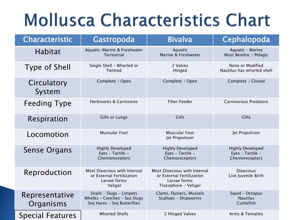 Phylum Characteristics Chart