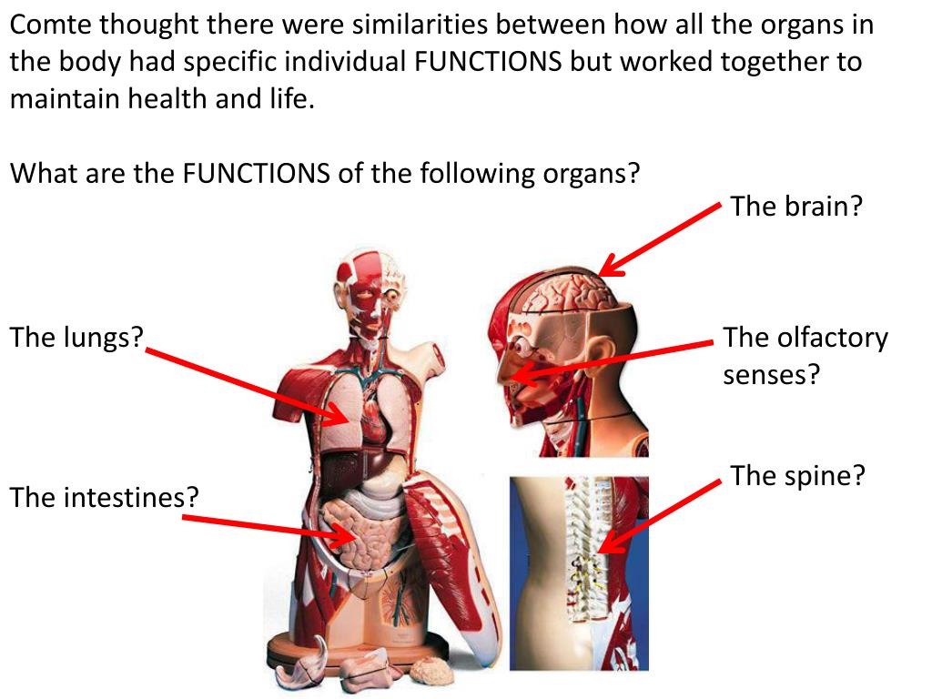 PPT Functionalism PowerPoint Presentation Free Download ID 2261198 PPT Functionalism PowerPoint Presentation Free Download ID 2261198