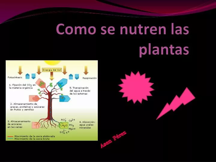 PPT - Como se nutren las plantas PowerPoint Presentation - ID:2261718