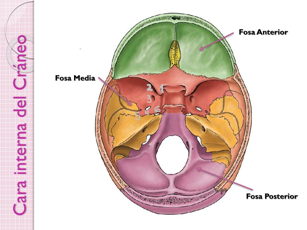 Мозговое основание черепа. Внутреннее основание черепа анатомия. Череп анатомия внутреннее основание черепа. Внутреннее основание черепа топографическая анатомия. Топография основания черепа.