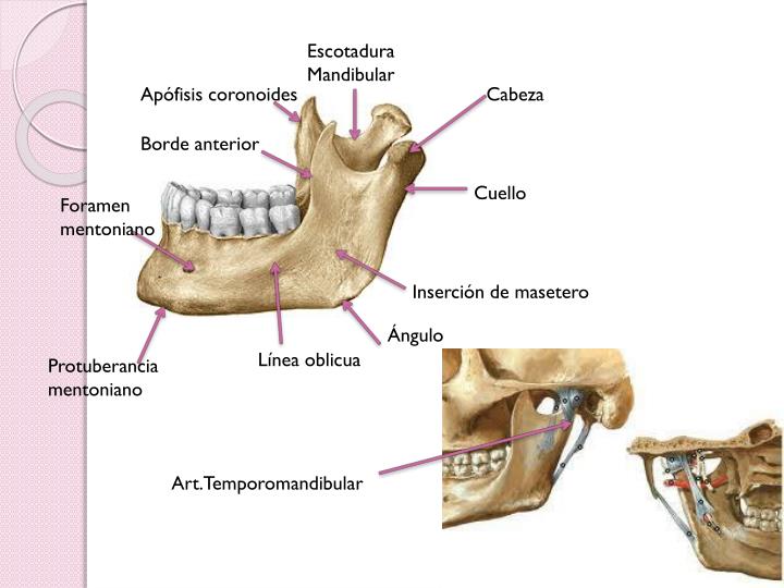 PPT - OSTEOLOGÍA DEL CRANEO PowerPoint Presentation - ID:2261801