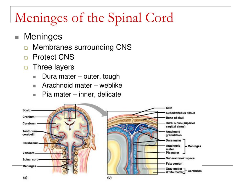 Nervous System PowerPoint Presentation free download Biology Diagrams