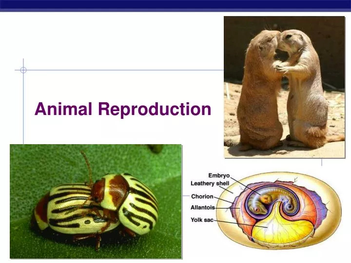 PPT - Animal Reproduction PowerPoint Presentation, free download - ID:2263840 PPT - Animal Reproduction PowerPoint Presentation, free download - ID:2263840