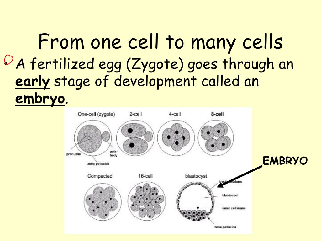 PPT LG What Happens After Fertilization PowerPoint Presentation PPT LG What Happens After Fertilization PowerPoint Presentation