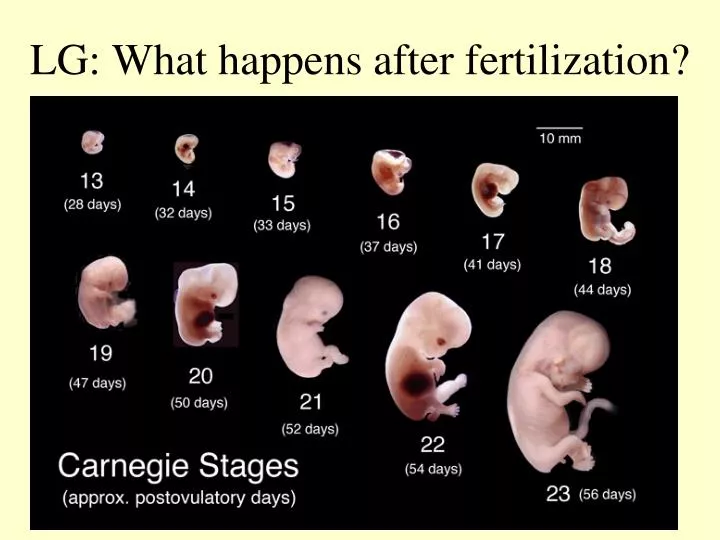 ppt-lg-what-happens-after-fertilization-powerpoint-presentation