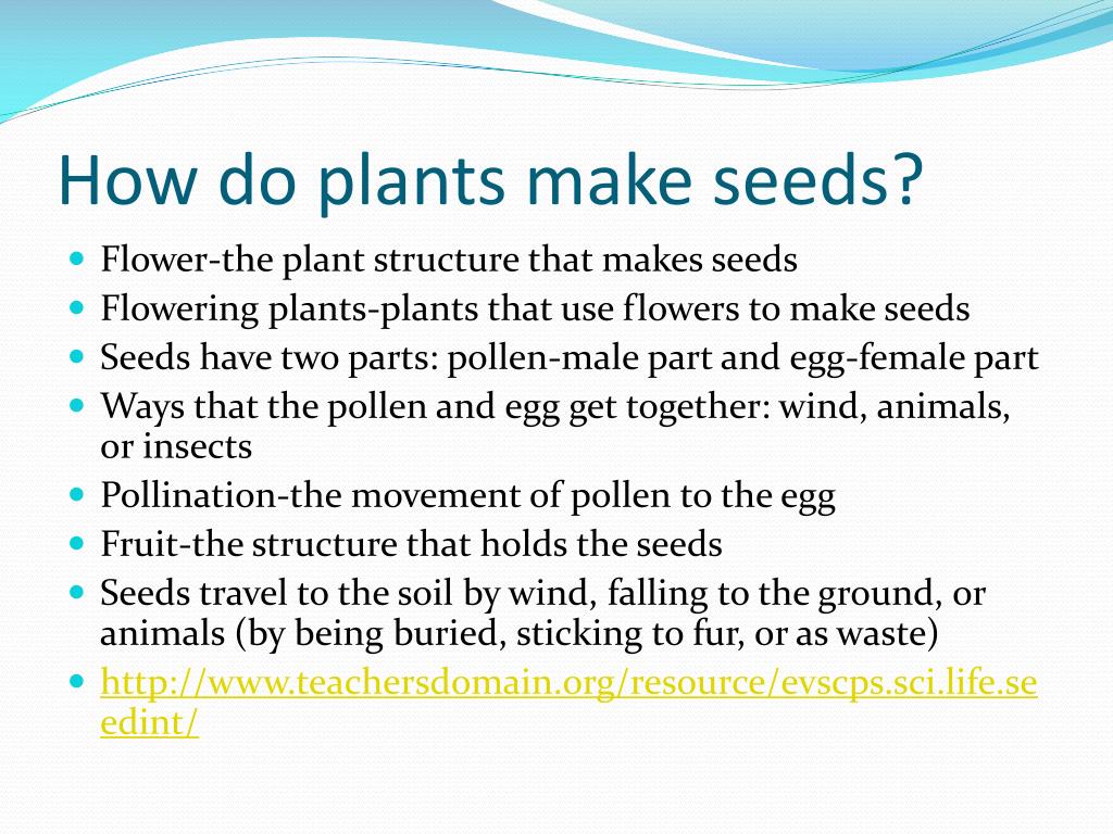 How Can A Plant Produce Which Lost The Capability To Produce Seed at