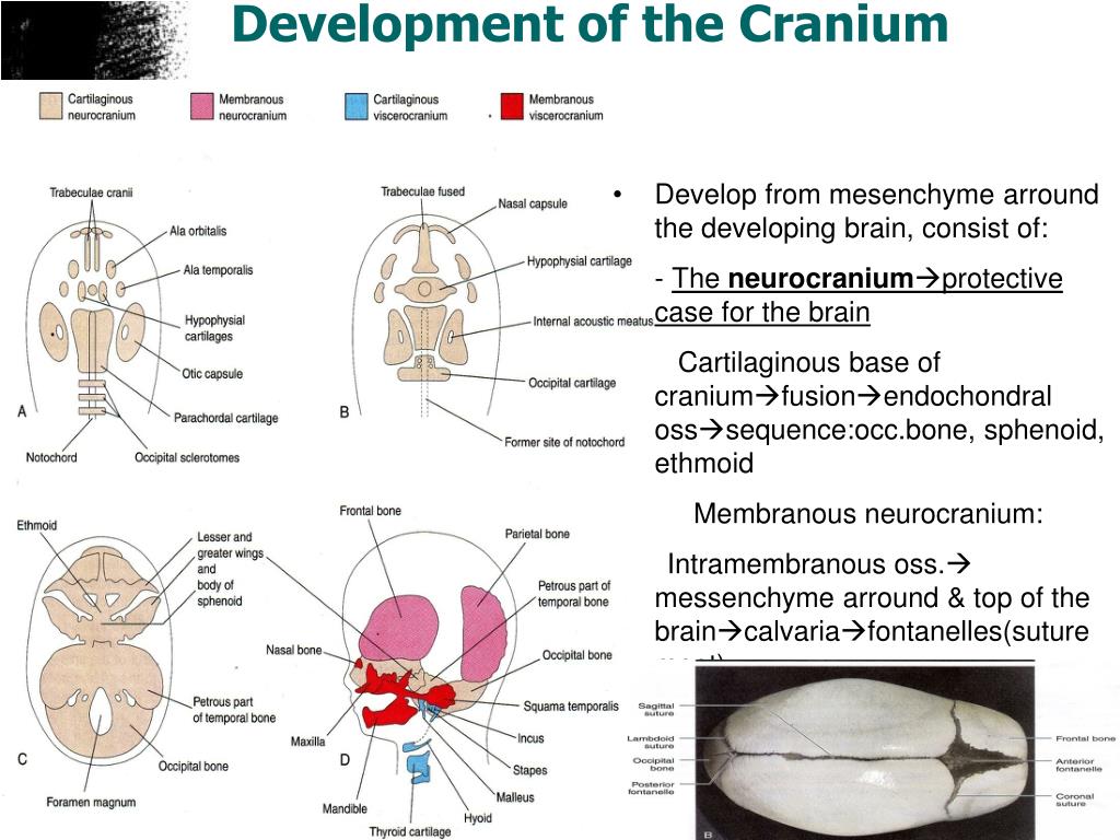 PPT - Embryology Development of Dermatomusculoskeletal System
