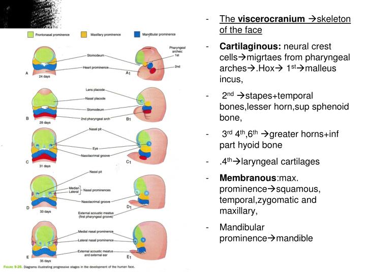 development of cranium case study Developmental patterns in mesozoic evolution integrated case study of how development has impacted, and the incus gains greater mobility from the cranium. development of cranium case study Developmental patterns in mesozoic evolution integrated case study of how development has impacted, and the incus gains greater mobility from the cranium.