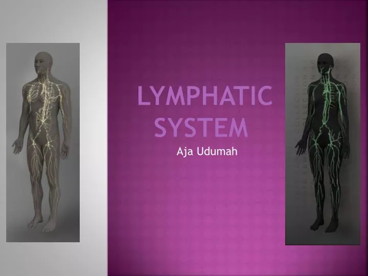 PPT - Lymphatic System PowerPoint Presentation, Free Download - ID:2264326