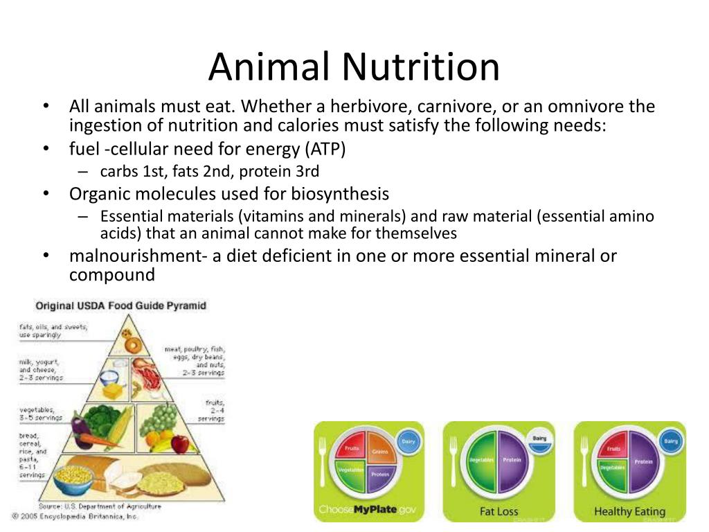 presentation nutrition in animals