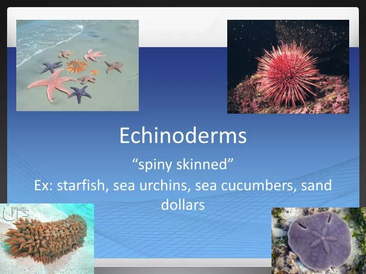 echinoderms n.