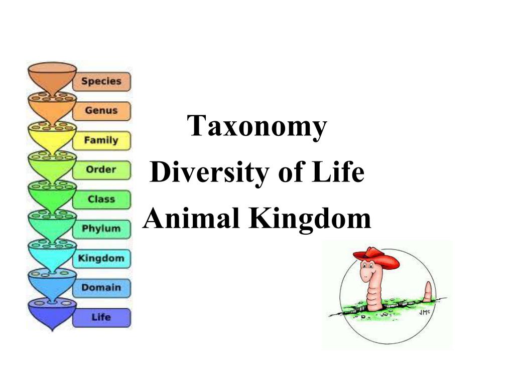 PPT - Taxonomy Diversity of Life Animal Kingdom PowerPoint Presentation -  ID:2265970