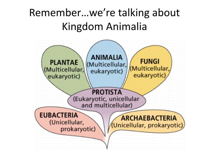 Rememberwere Talking About Kingdom Animalia Rememberwere Talking About Kingdom Animalia