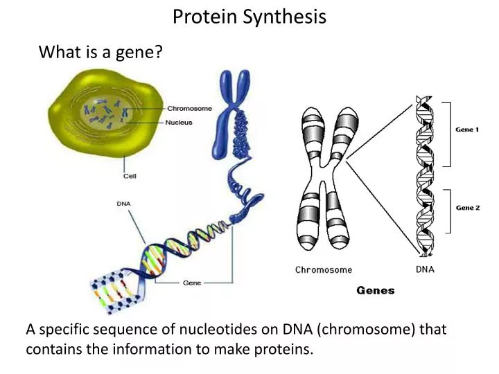what is protein sysnthesis what is protein sysnthesis