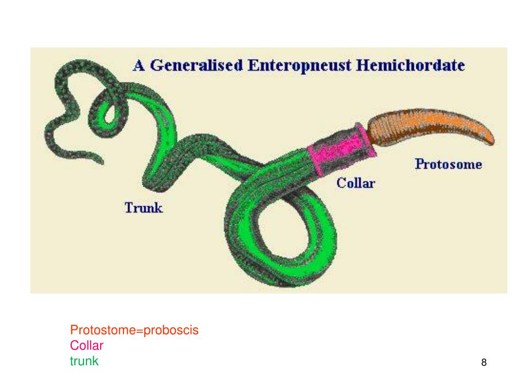 protostome blastopore becomes protostome blastopore becomes