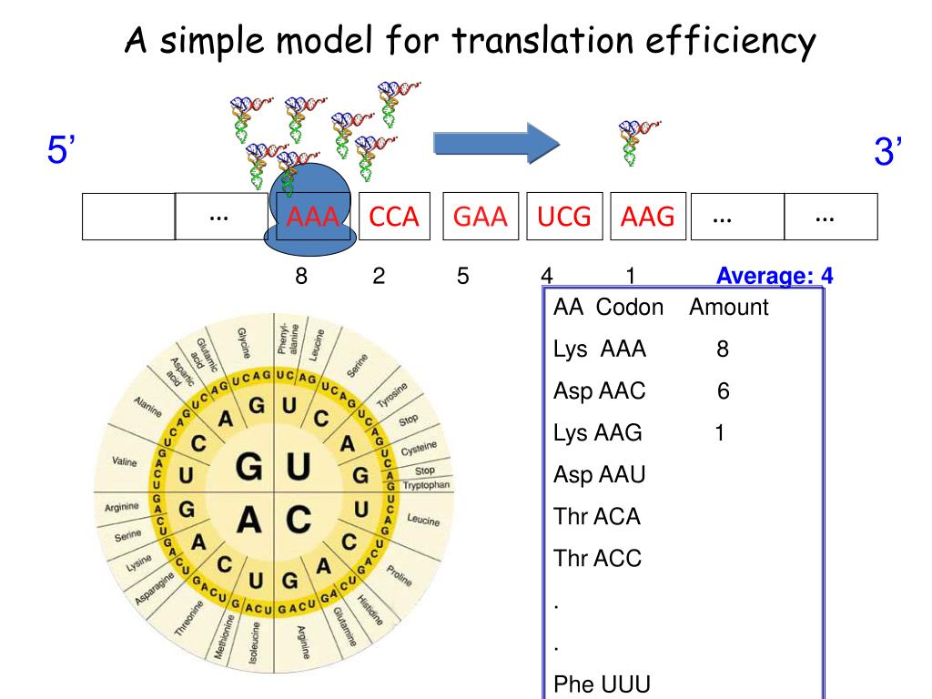 PPT - A genome-wide perspective on translation of proteins PowerPoint ...