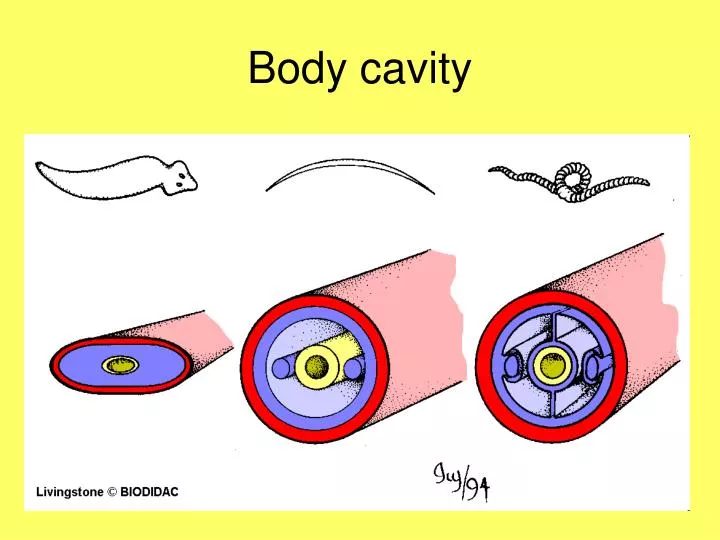 PPT - Body cavity PowerPoint Presentation, free download - ID:2266280