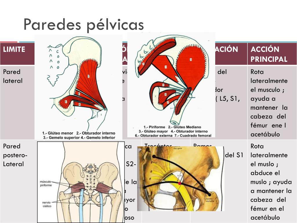 Ppt AnatomÍa PÉlvica Powerpoint Presentation Free Download Id2266307 0492