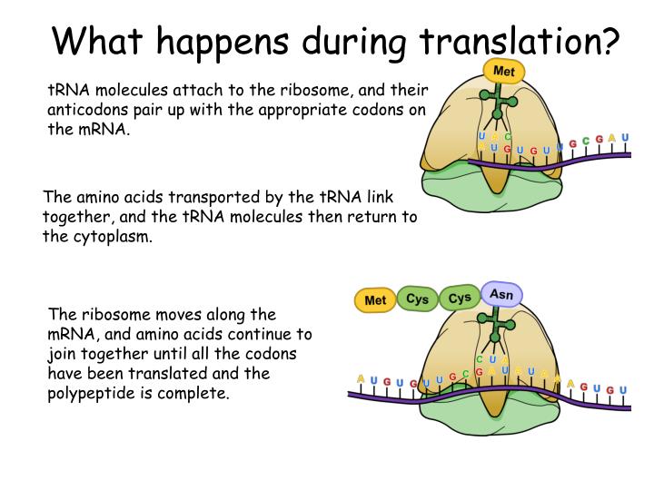 what-happens-during-translation-rankiing-wiki-facts-films-s-ries