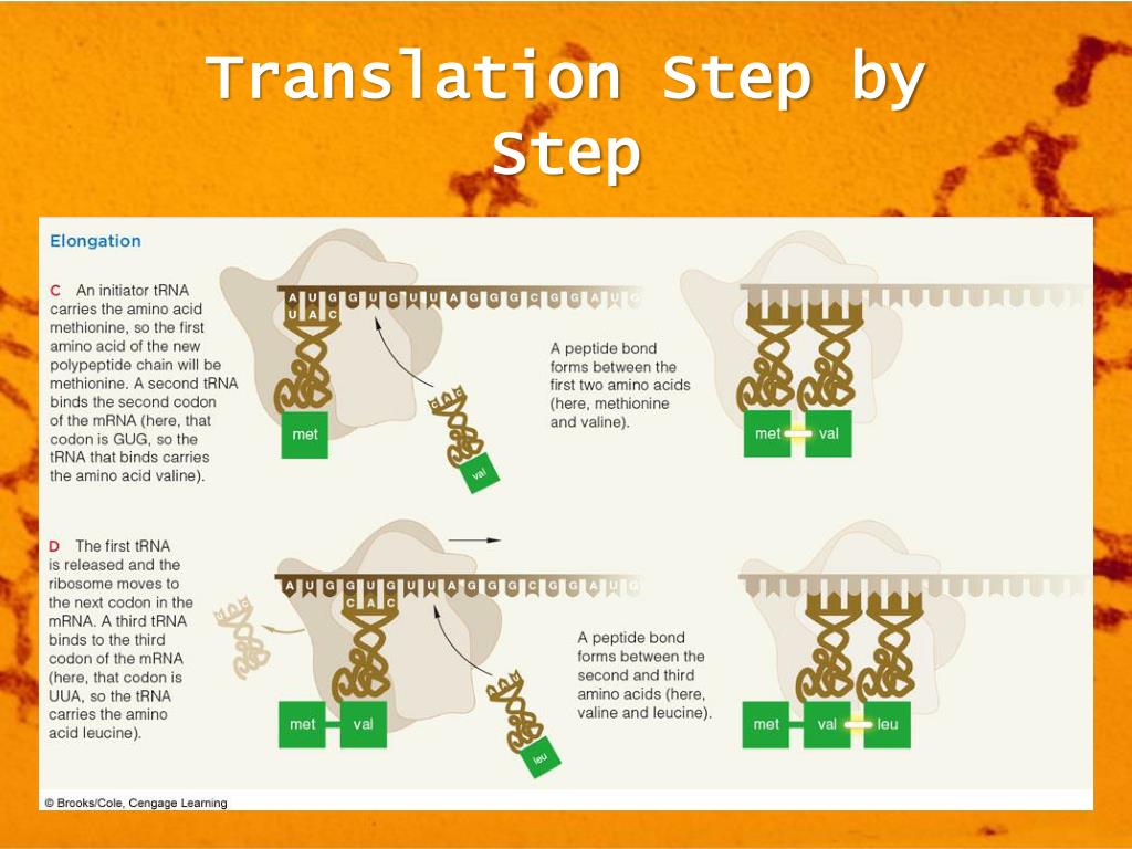 dna transcription and translation steps dna transcription and translation steps