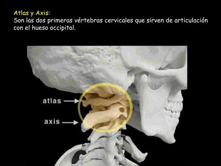 Como Se Llaman Las Dos Primeras Vertebras Cervicales