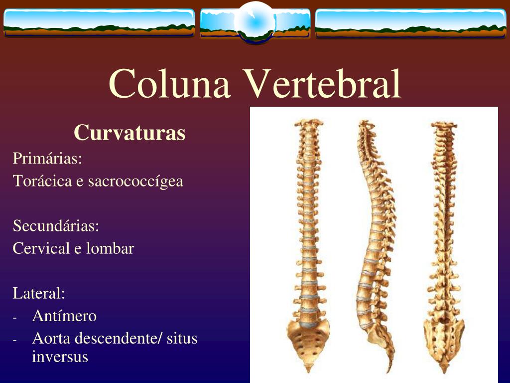 Quais As Funções E Divisões Da Coluna Vertebral