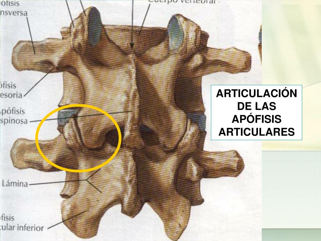 Articulacion Entre Apofisis Articulares De Las Vertebras