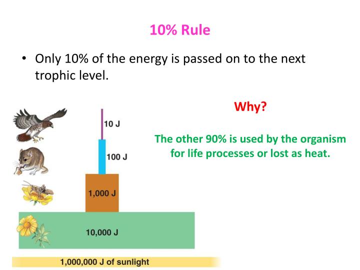 PPT - What Is The Main Source Of Energy In All Ecosystems? PowerPoint ...