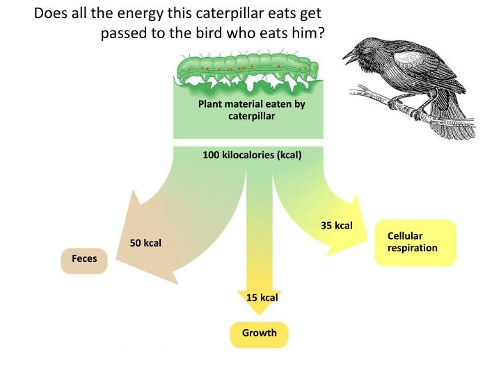 Ppt Energy Flow Pyramids And Trophic Levels Powerpoint Presentation Ppt Energy Flow Pyramids And Trophic Levels Powerpoint Presentation