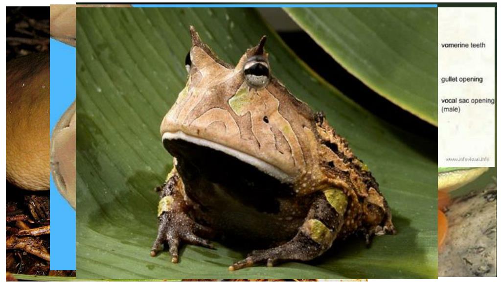 frog dissection powerpoint frog dissection powerpoint