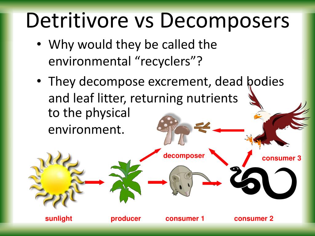 FOOD CHAINS & WEBS PowerPoint Presentation, free download Biology Diagrams