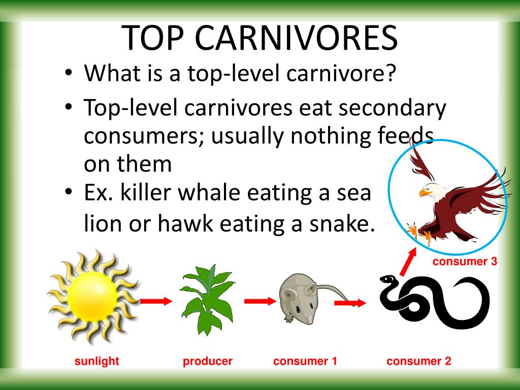 FOOD CHAINS & WEBS PowerPoint Presentation, free download Biology Diagrams