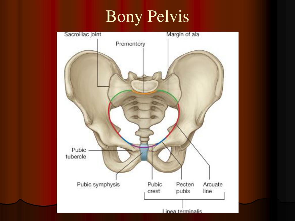 PPT Bony Pelvic Wall and Pelvic Cavity PowerPoint Presentation, free