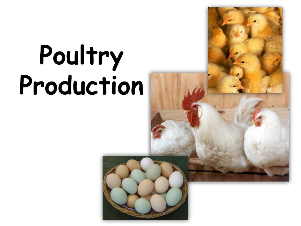 PPT Poultry Production PowerPoint Presentation Free Download ID 