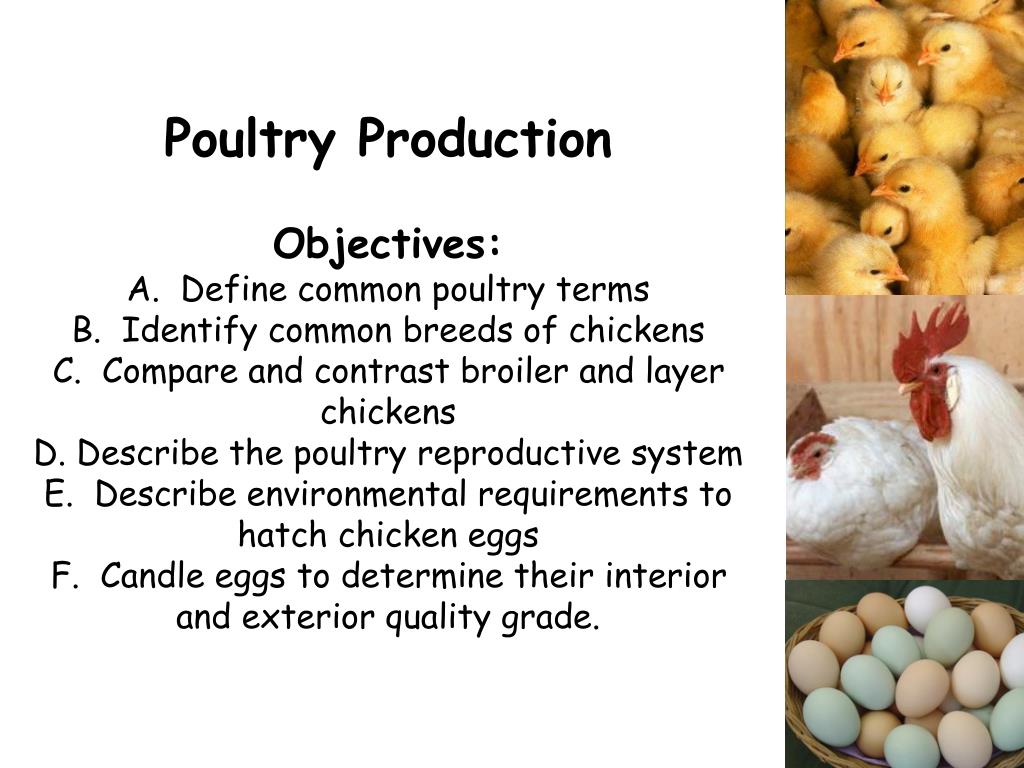 make a powerpoint presentation of classifications of poultry and the products they produce