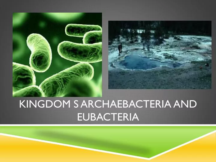 ppt kingdom s archaebacteria and eubacteria powerpoint archaebacteria kingdom