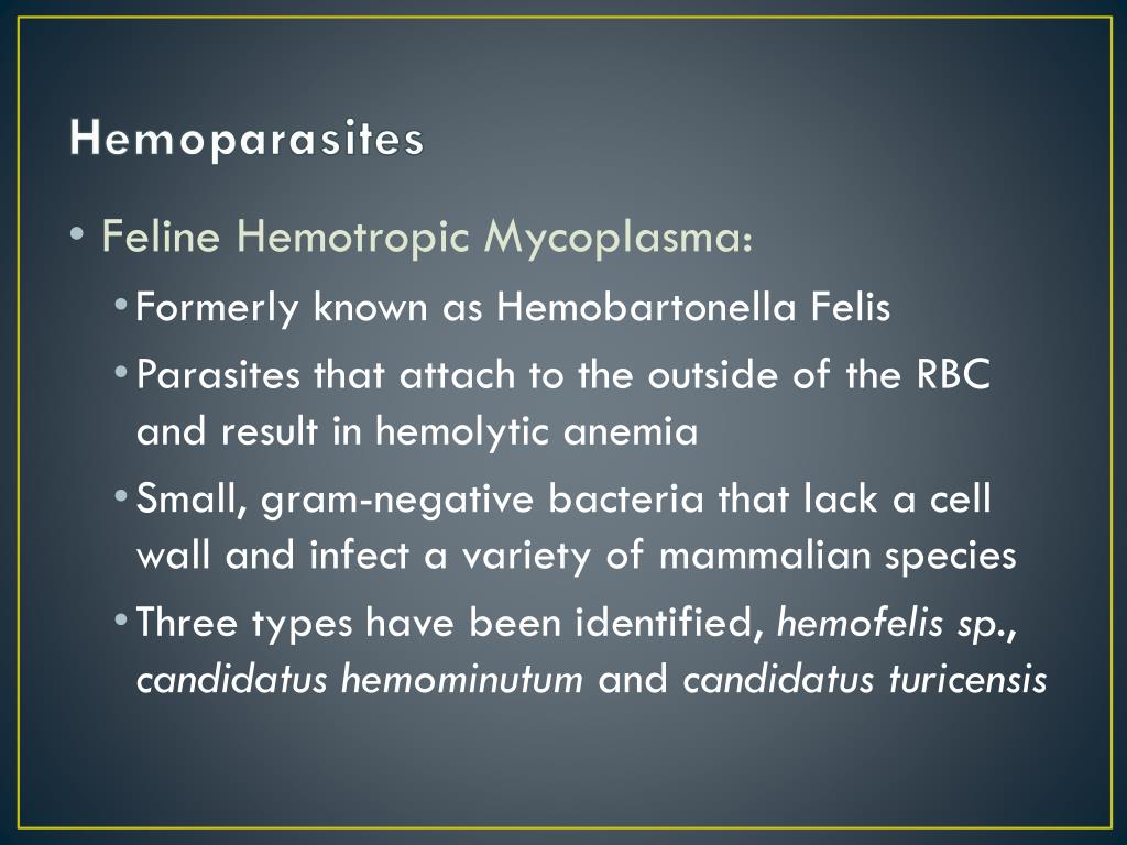hemoparasites ppt