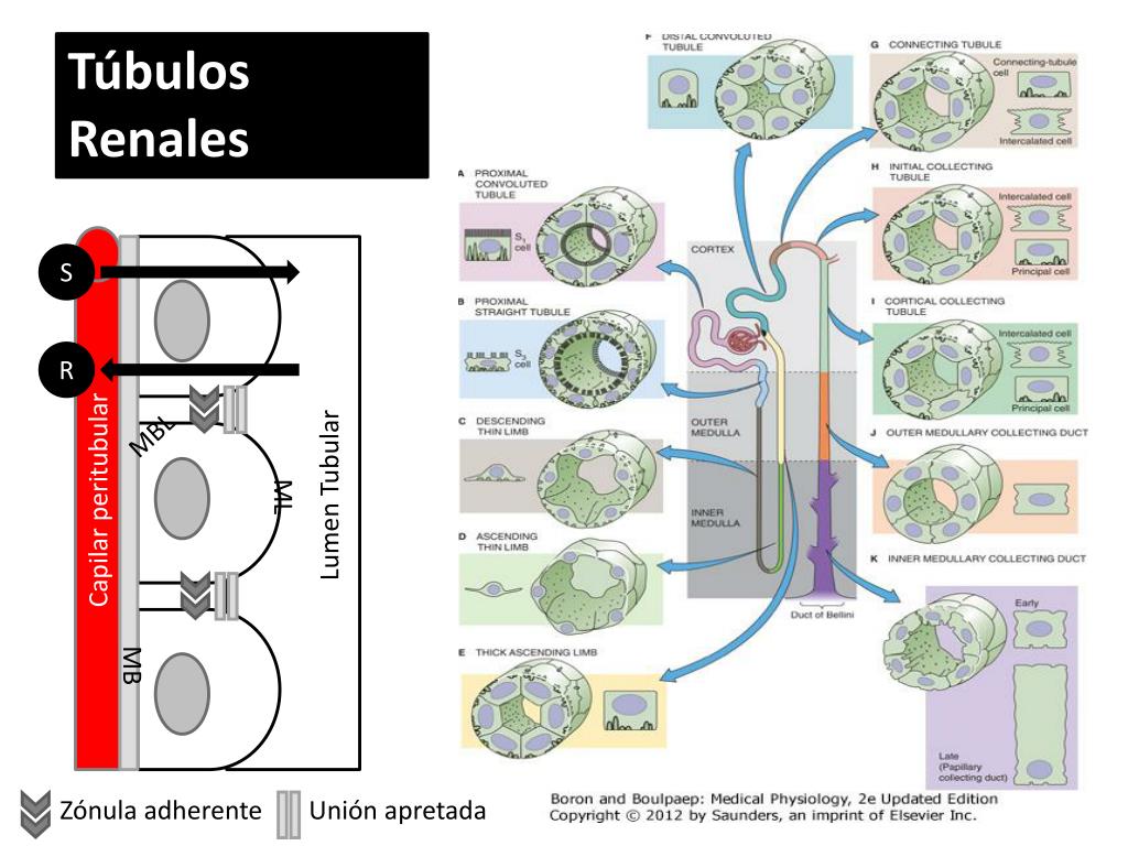 PPT - Fisiología Renal: Generalidades de la Función Renal PowerPoint ...