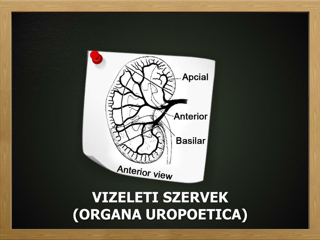 PPT - VIZELETI SZERVEK (ORGANA UROPOETICA) PowerPoint Presentation, free  download - ID:2267524