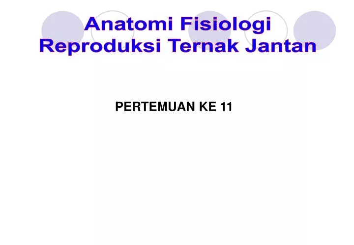 Ppt Anatomi Fisiologi Reproduksi Ternak Jantan Powerpoint
