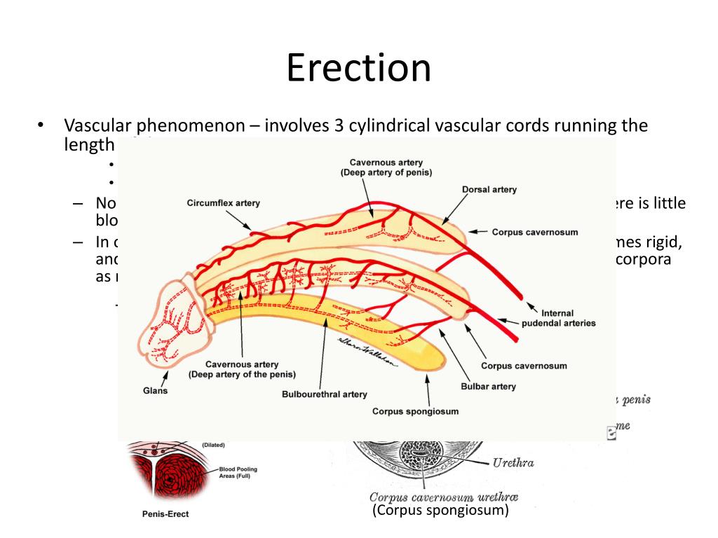 PPT Physiology Of Erection And Ejaculation PowerPoint Presentation PPT Physiology Of Erection And Ejaculation PowerPoint Presentation