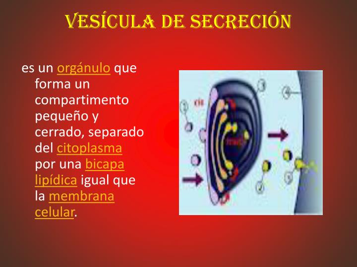 Funcion De La Vesicula Secretora En La Celula Animal