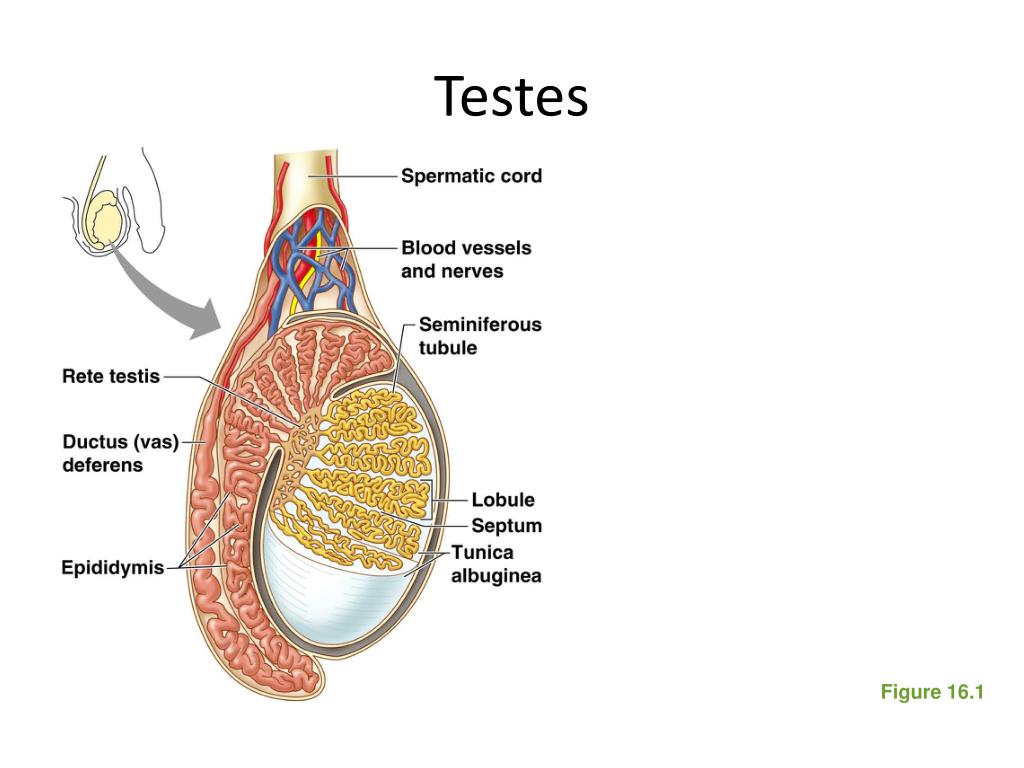 Small Testes Visual PPT - Microscopic Anatomy of Selected Male and Female Reproductive ...